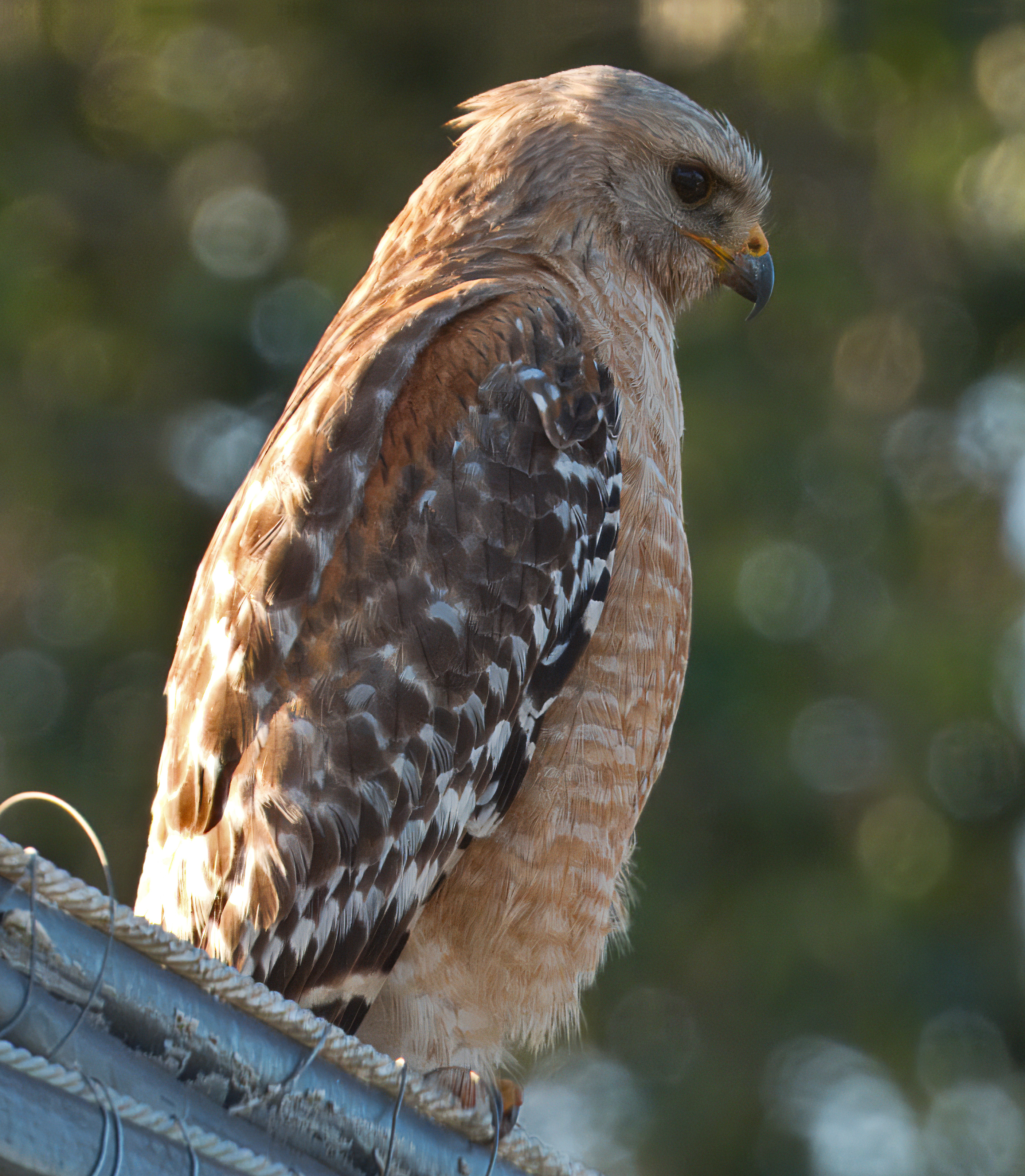 Buteo lineatus