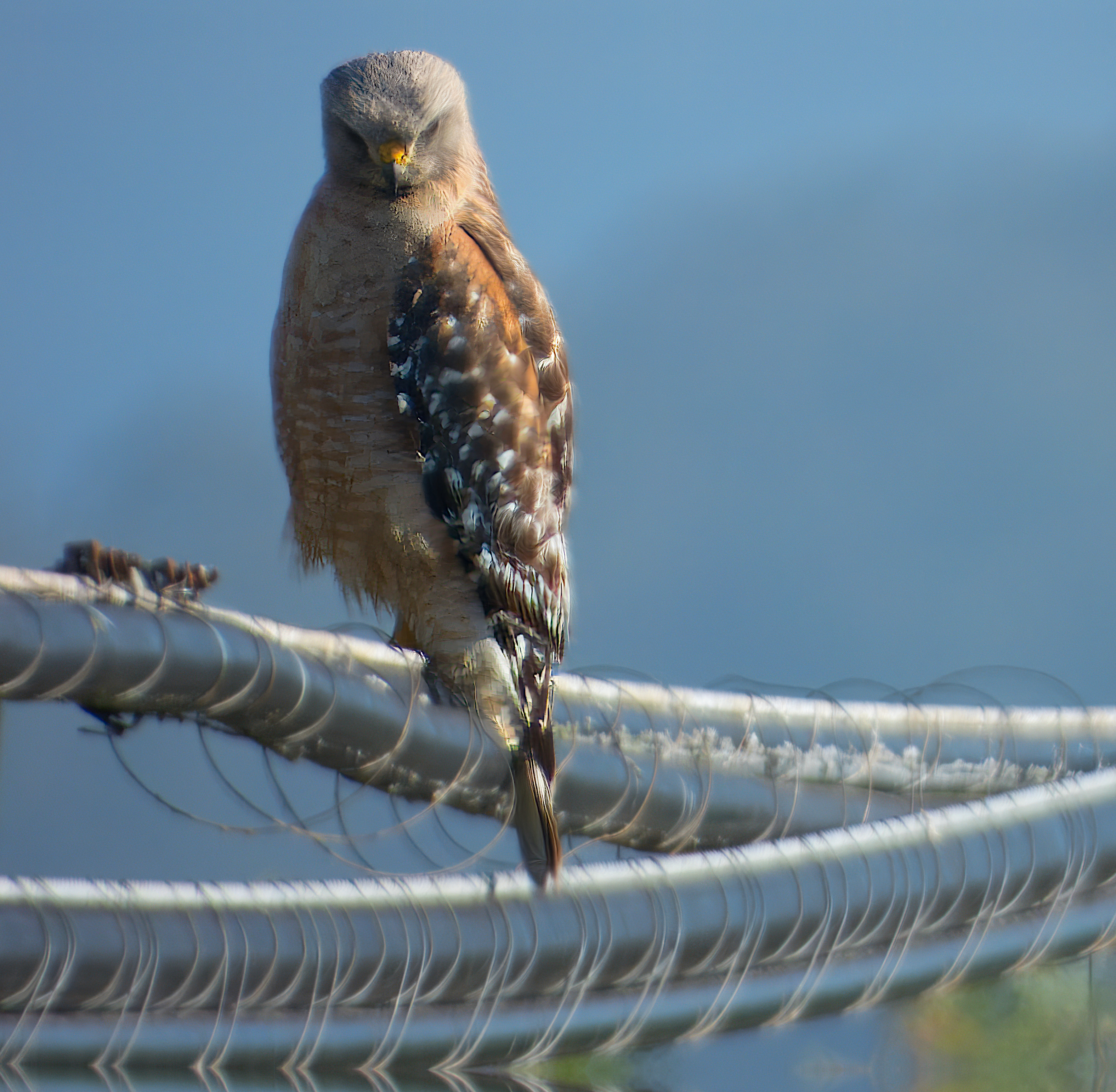 Buteo lineatus