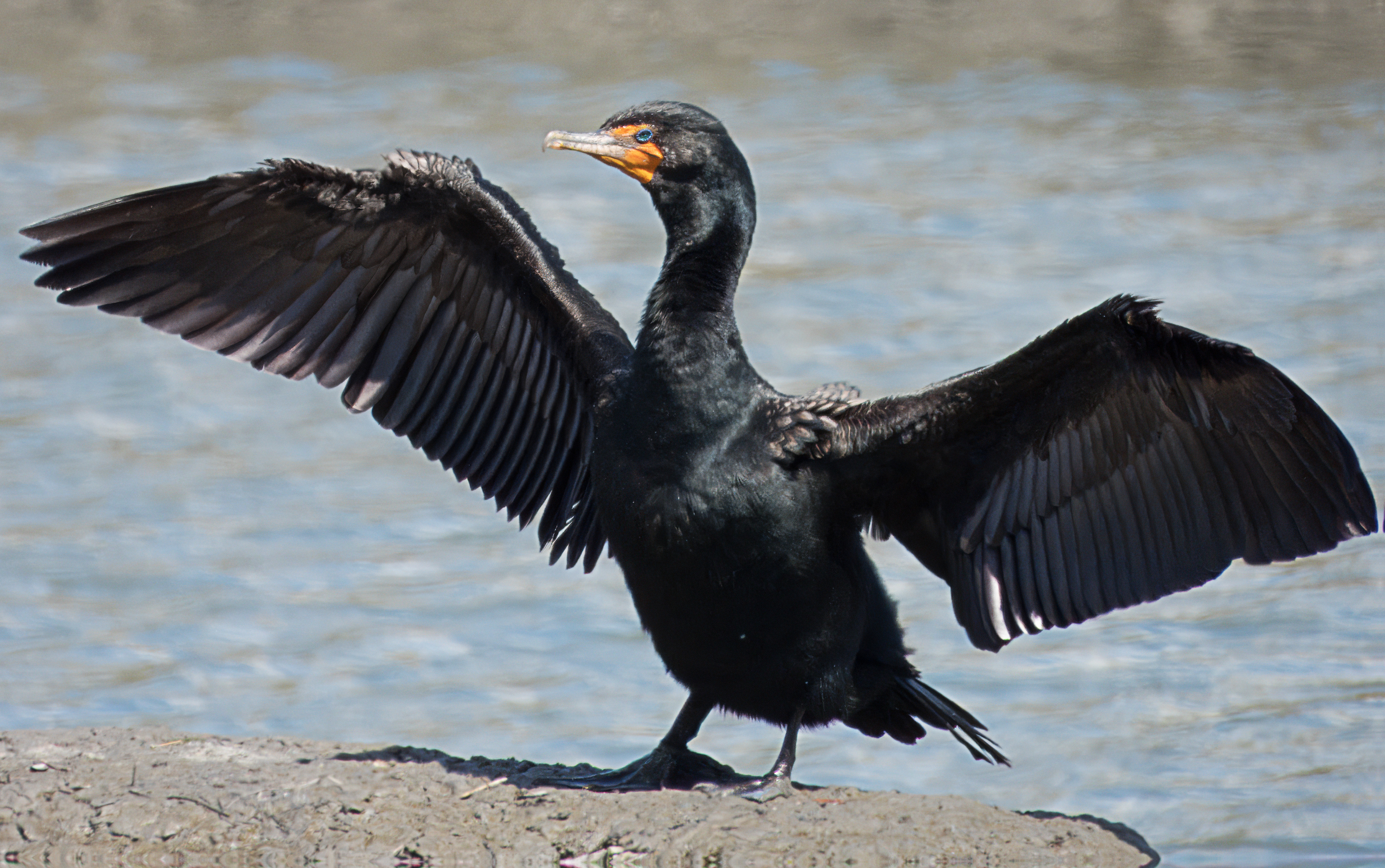 Phalacrocorax auritus