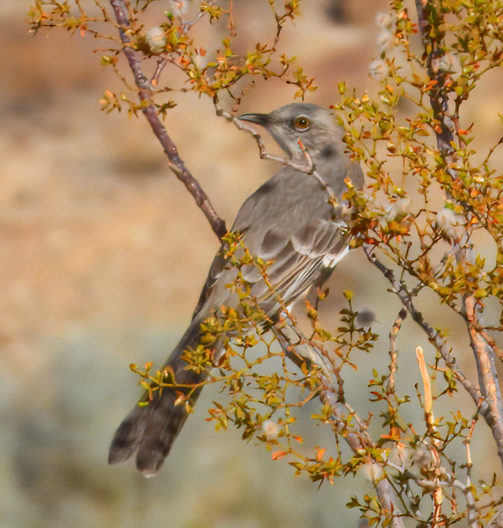 Mimus polyglottos