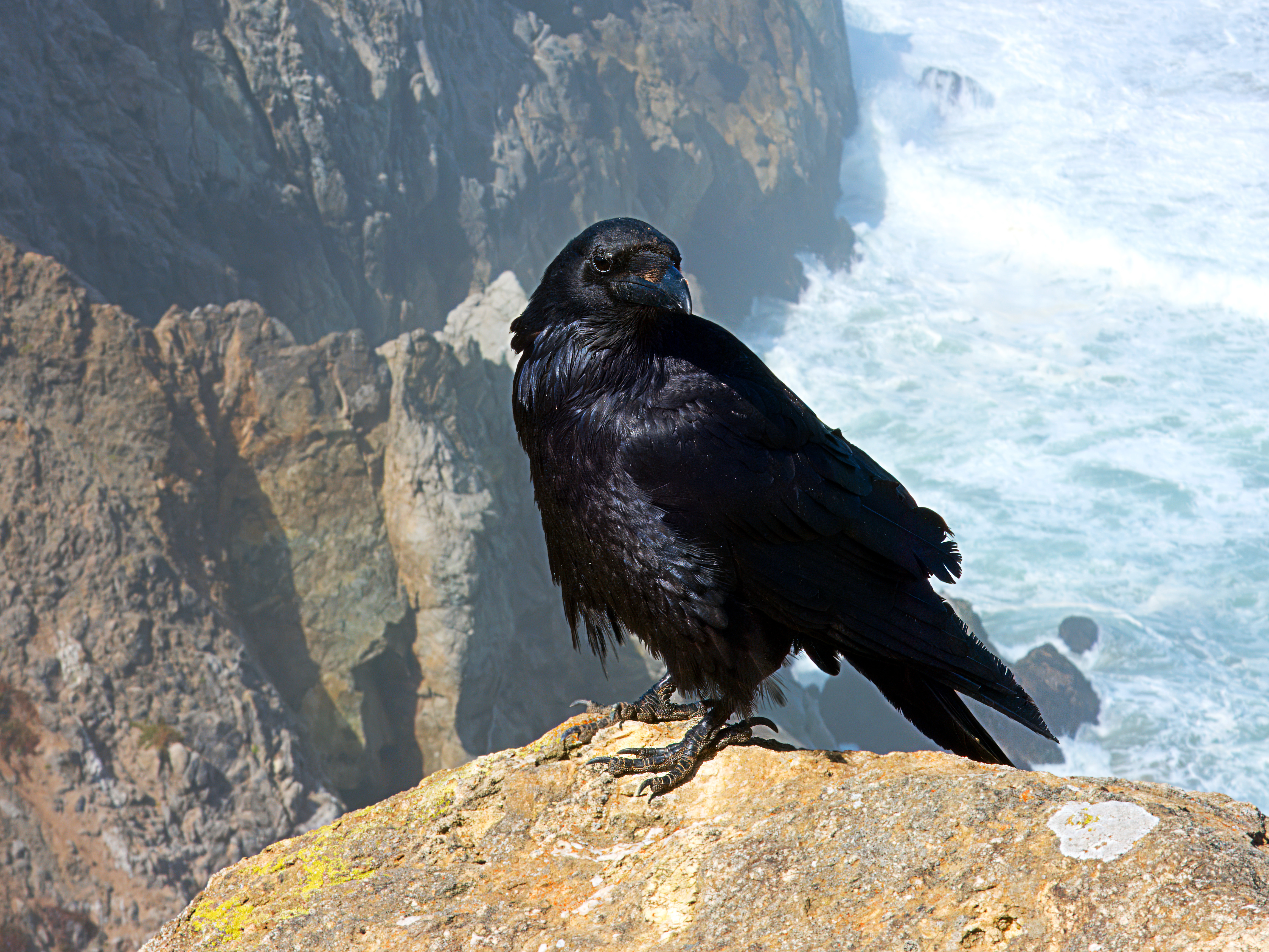Corvus corax