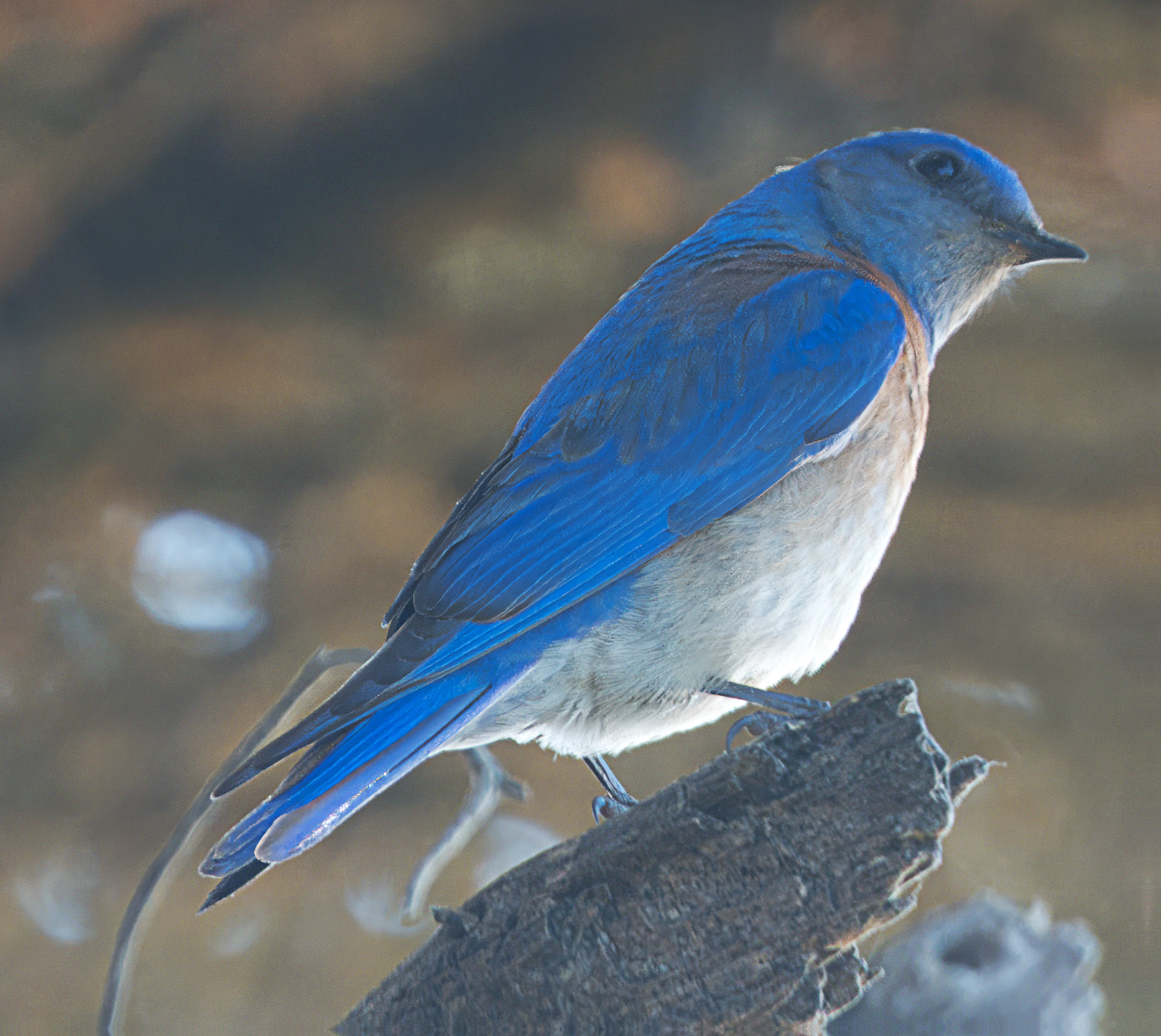 Sialia mexicana