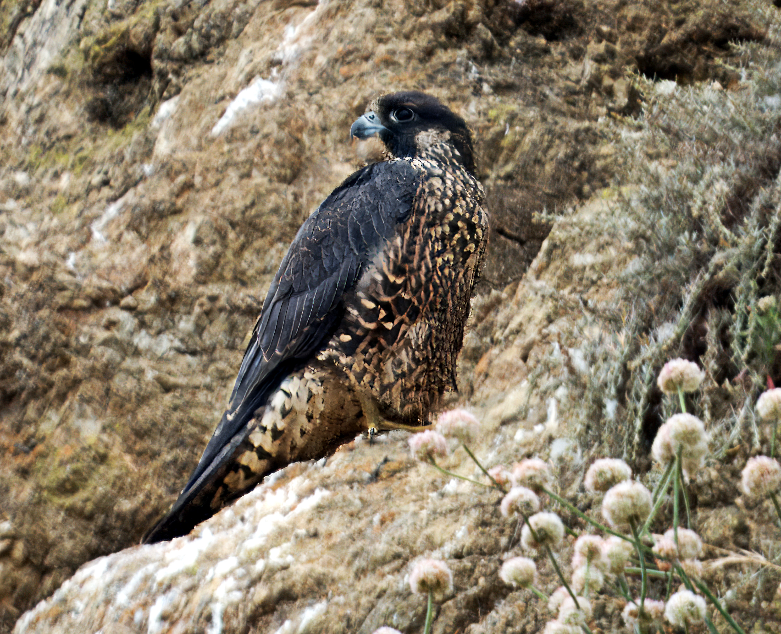 Falco peregrinus anatum