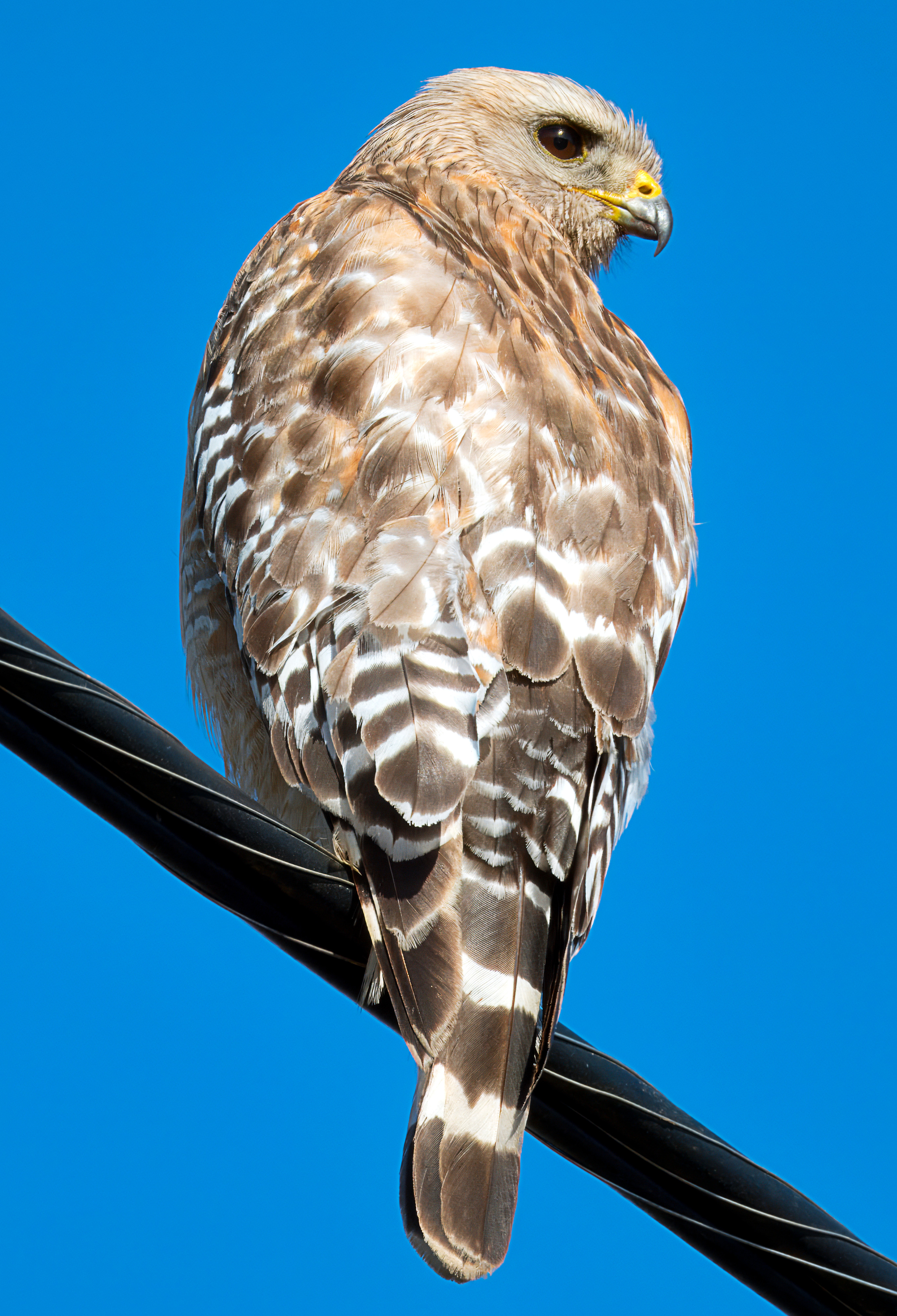 Buteo lineatus