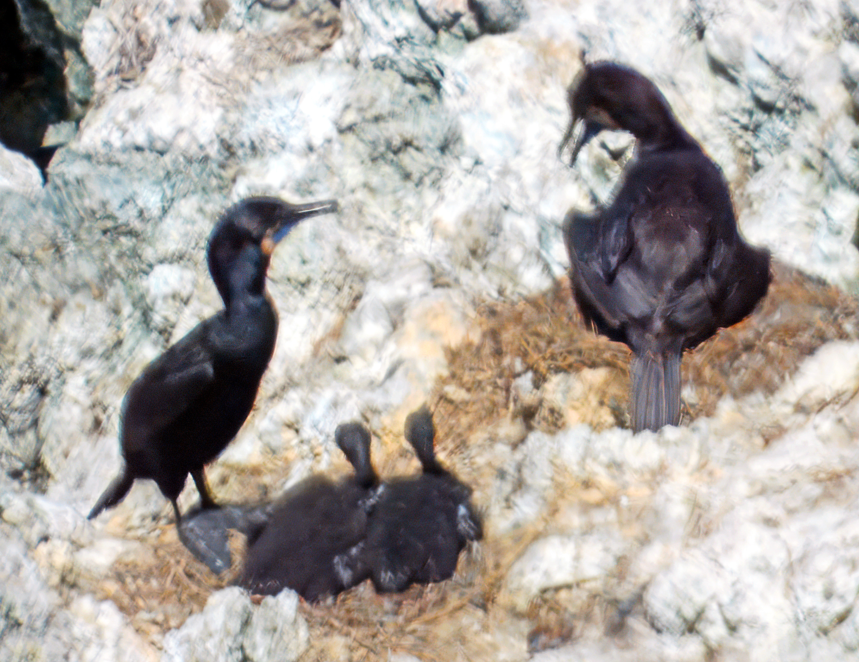 Phalacrocorax penicillatus