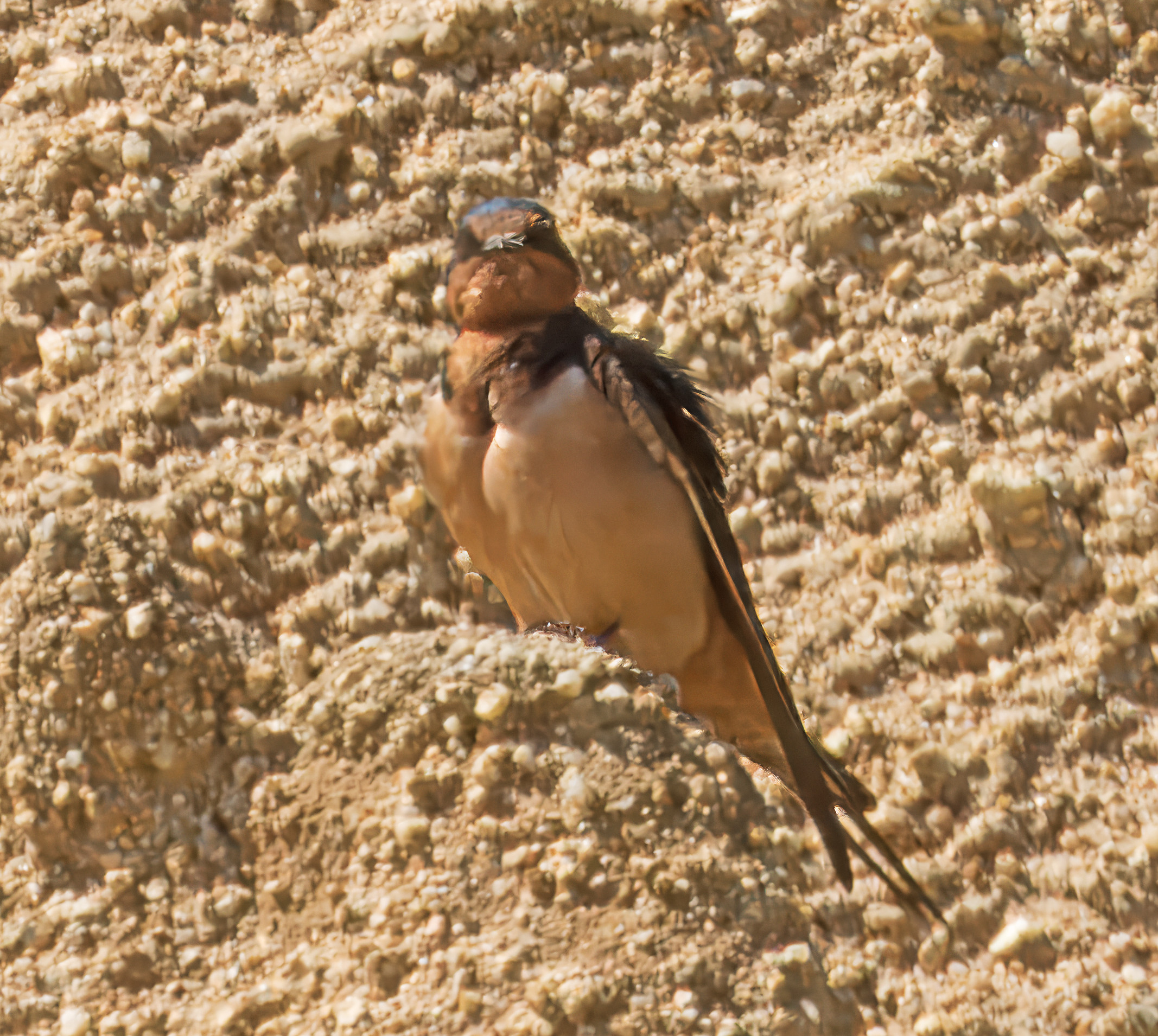 Hirundo rustica