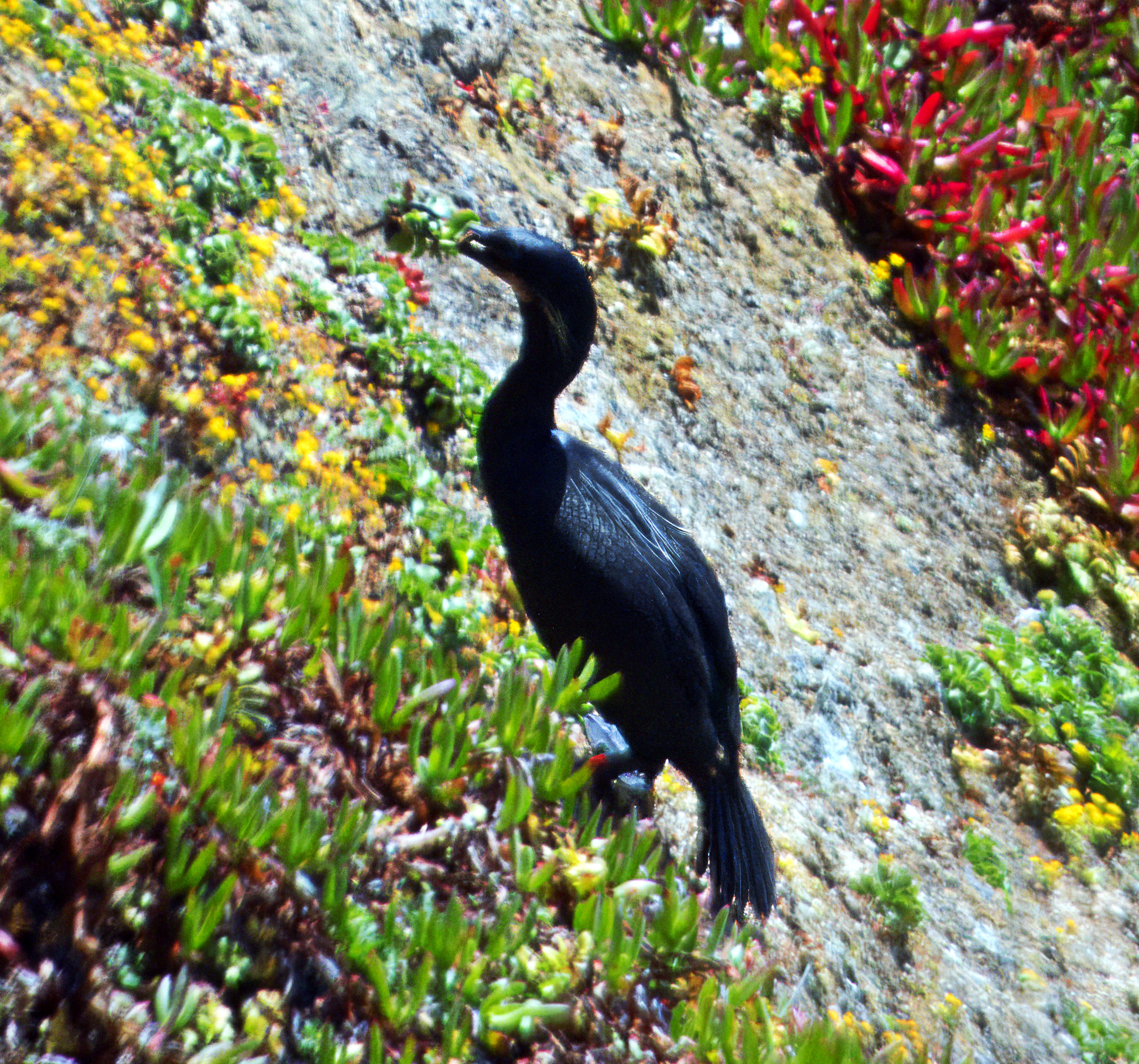 Urile pelagicus