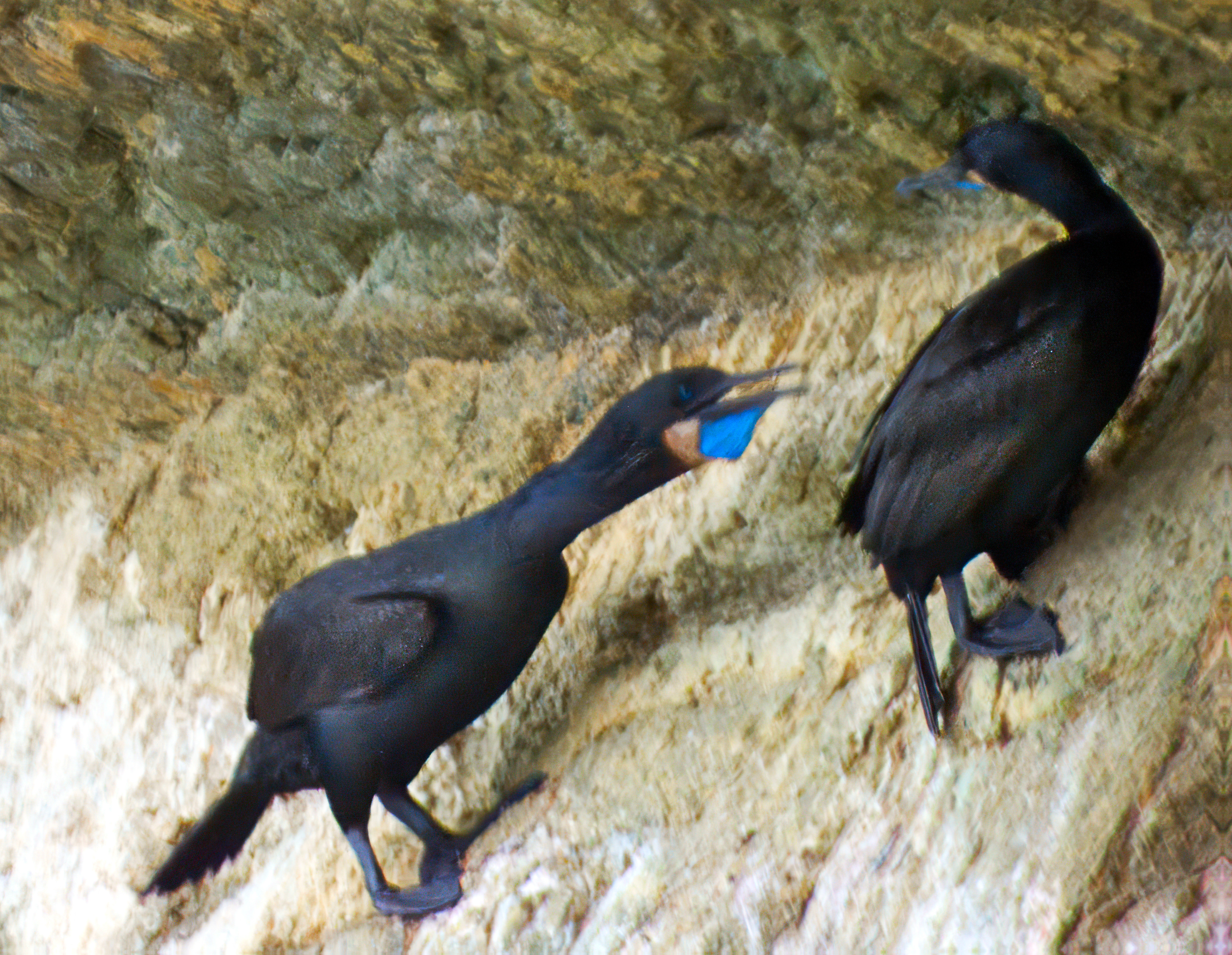 Falco peregrinus anatum