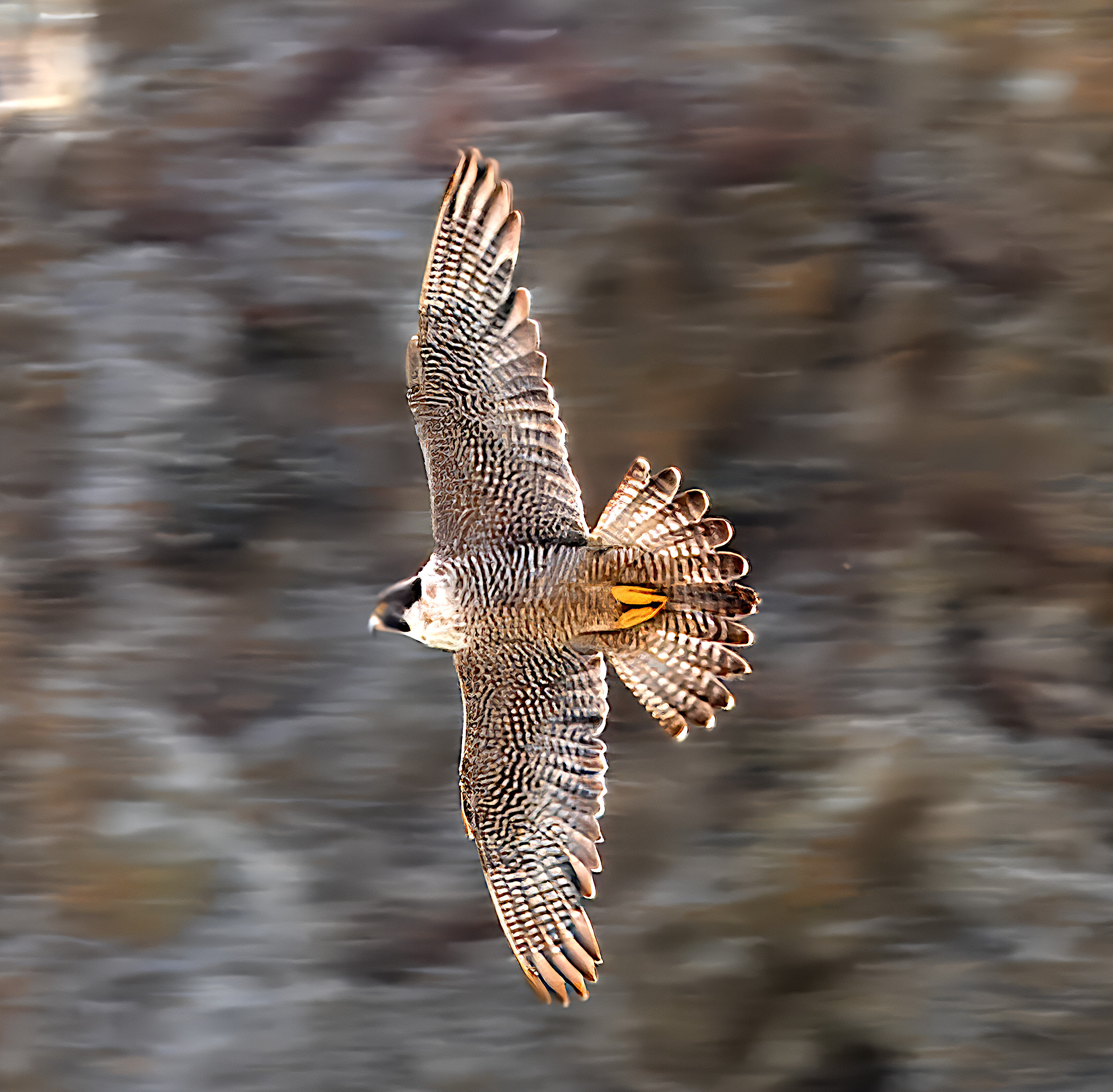 Falco peregrinus anatum