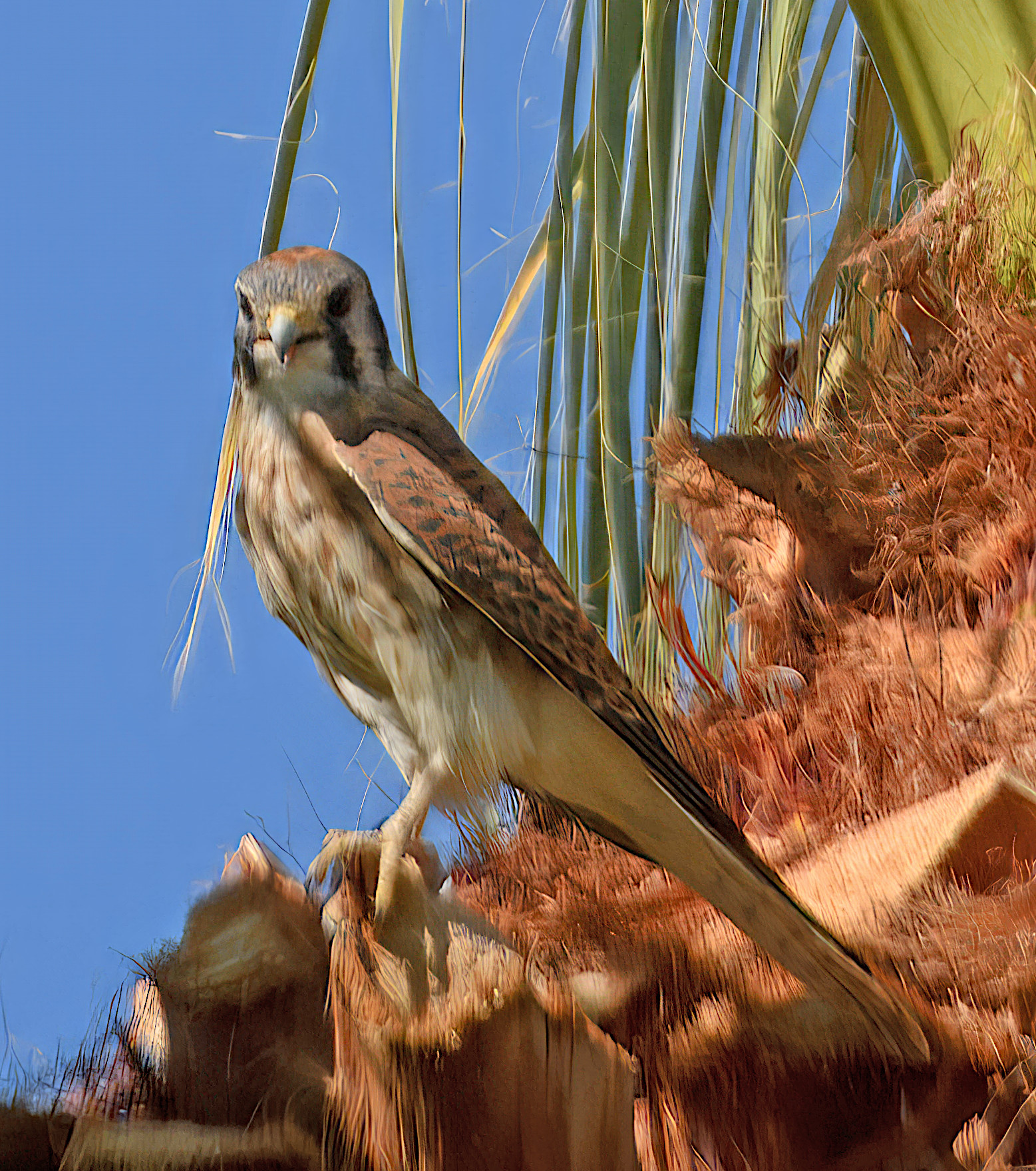 Falco sparverius