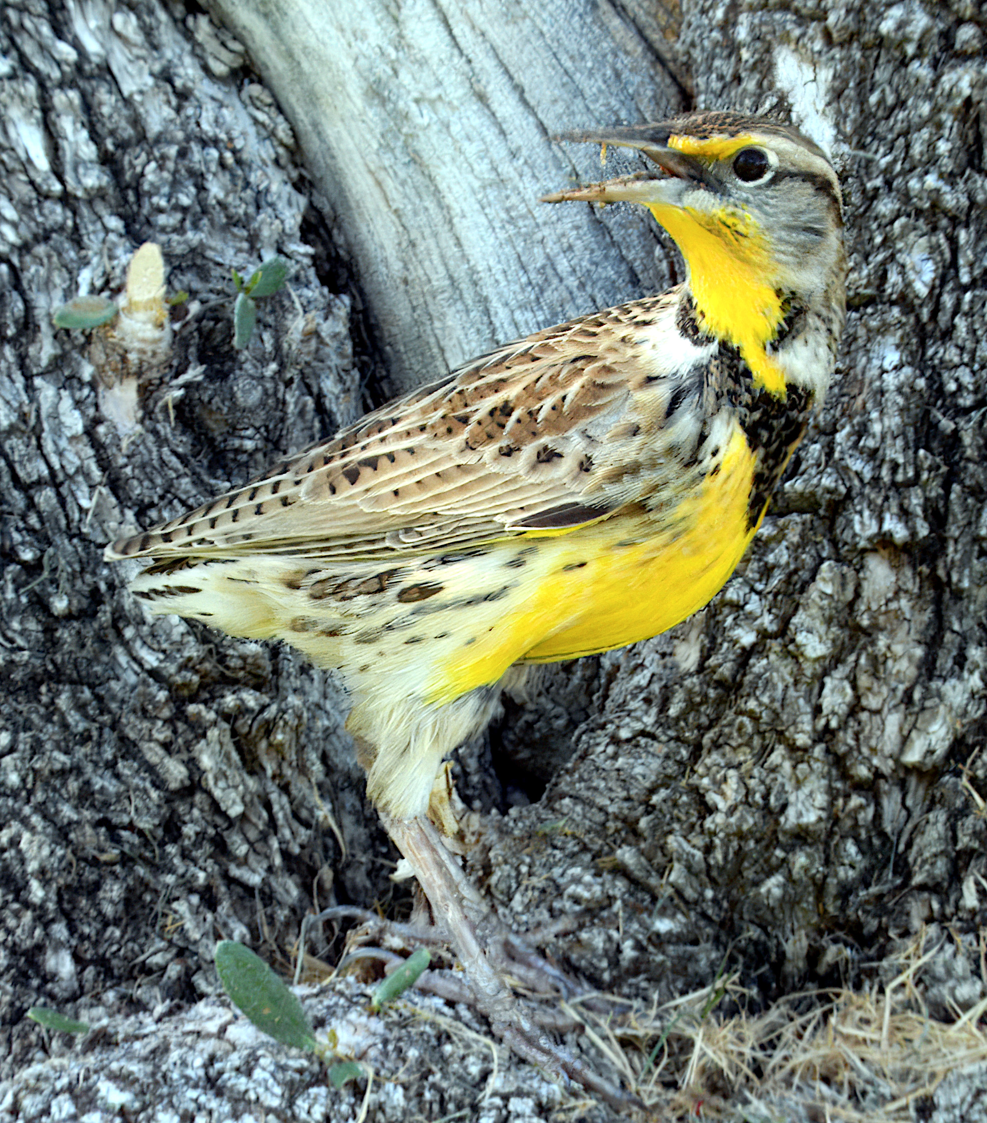 Sturnella neglecta