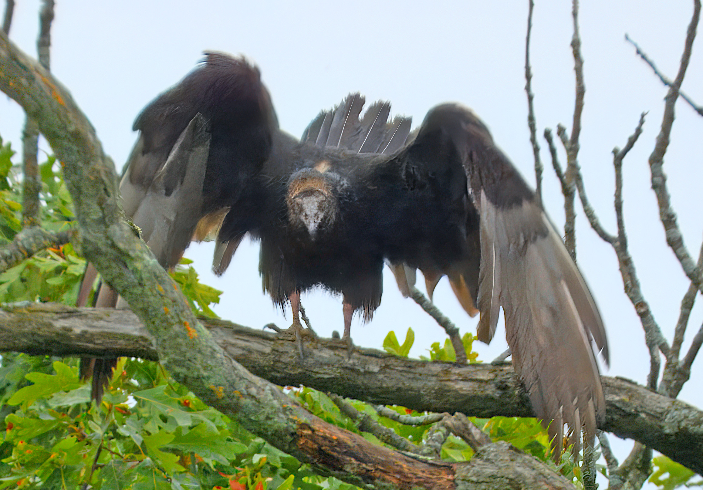Cathartes aura
