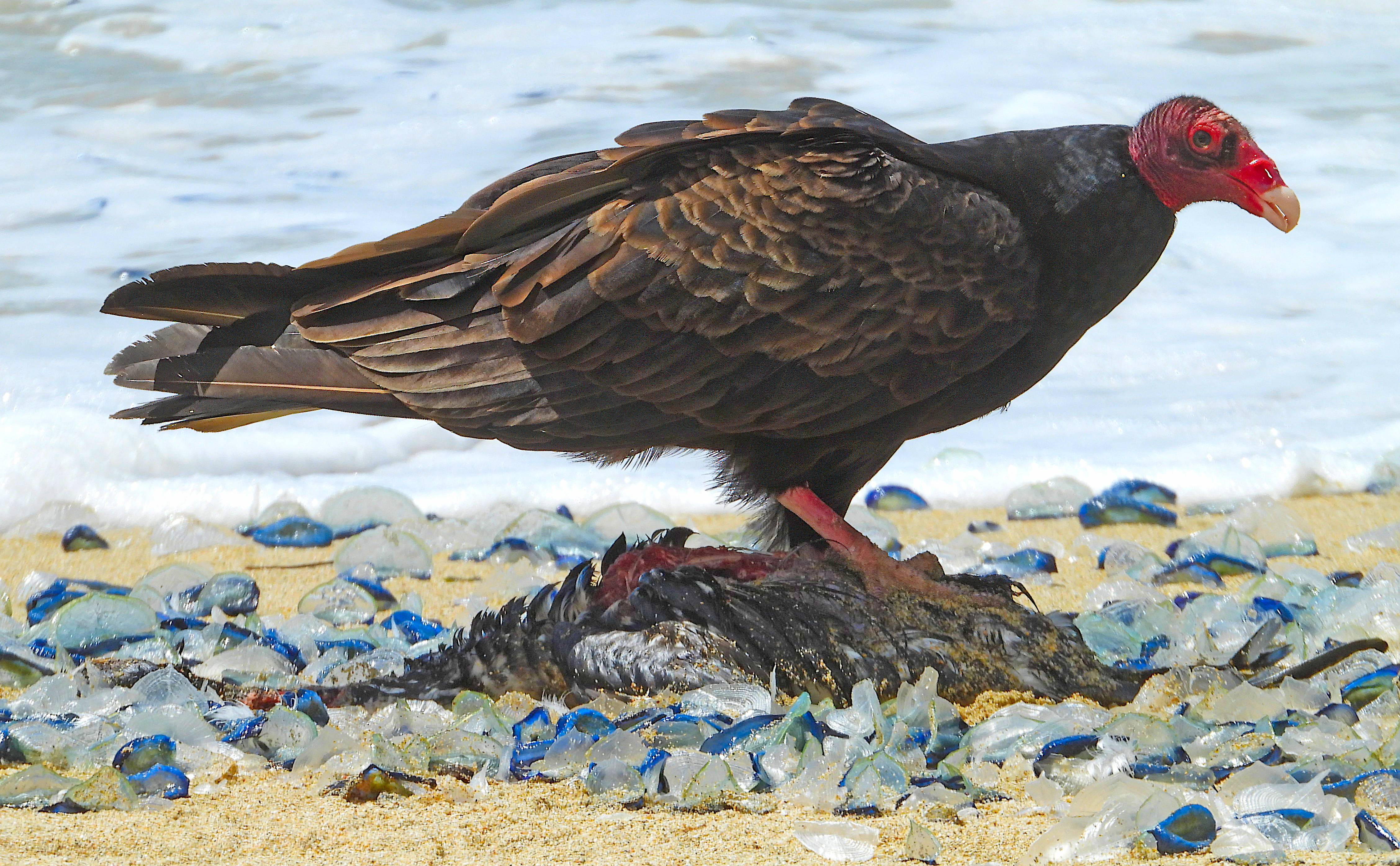 Cathartes aura