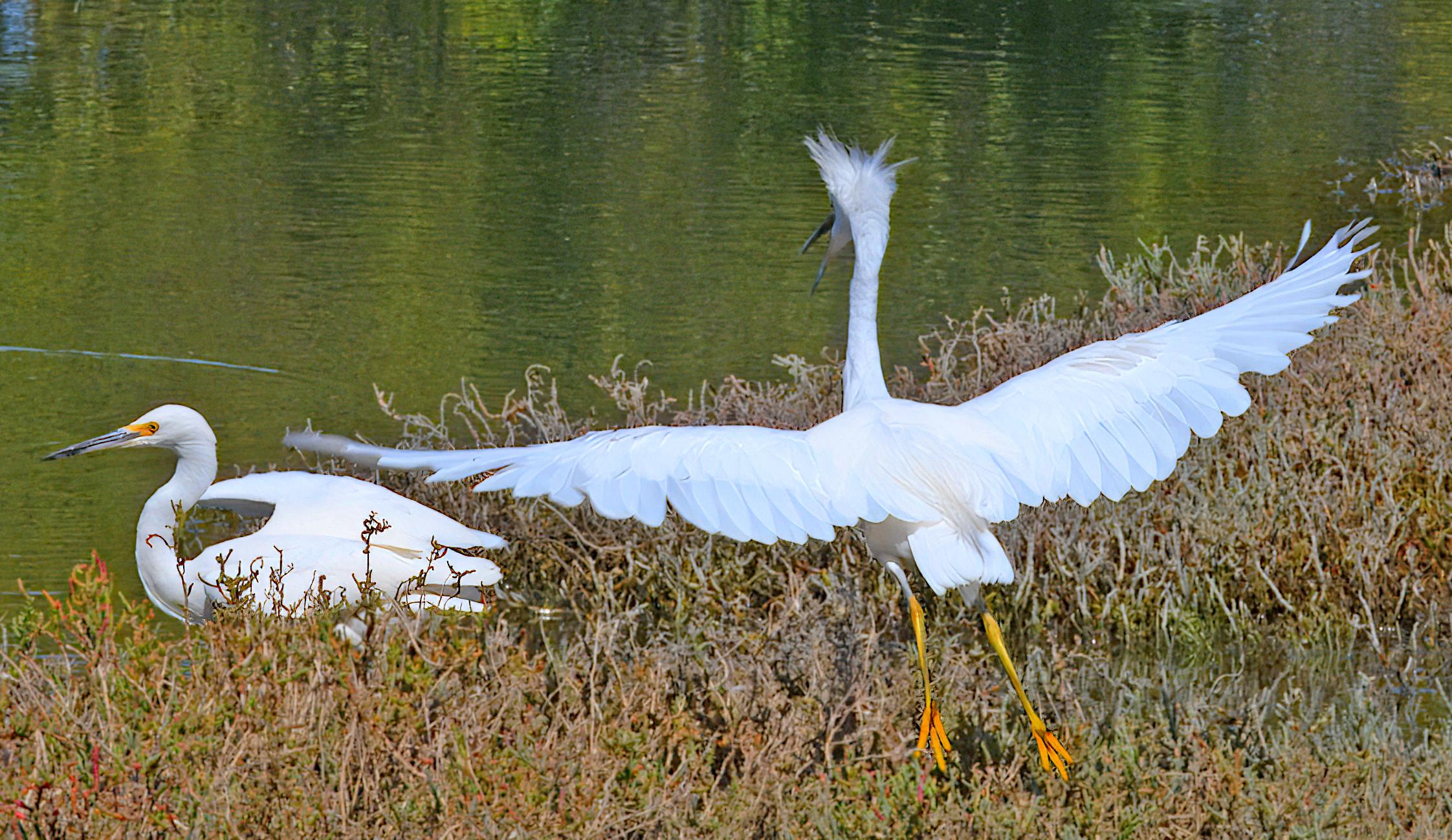 Egretta thula