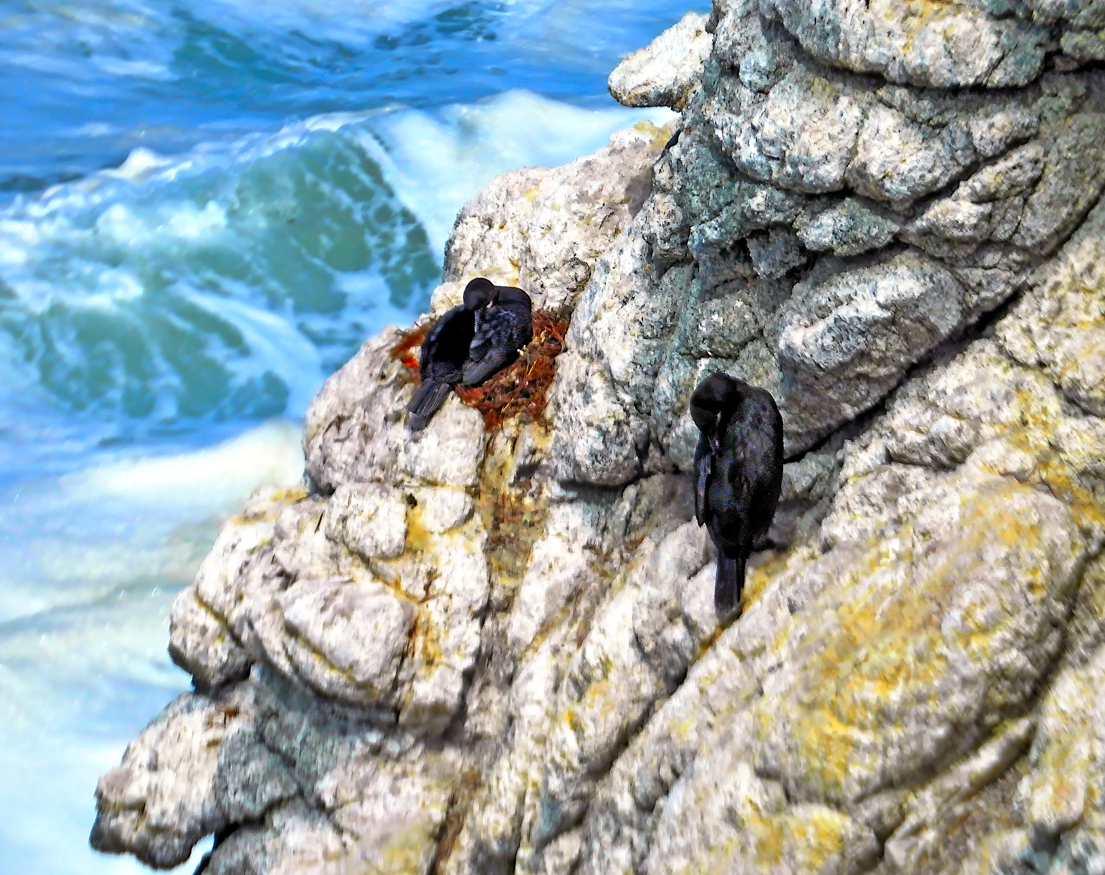 Phalacrocorax penicillatus