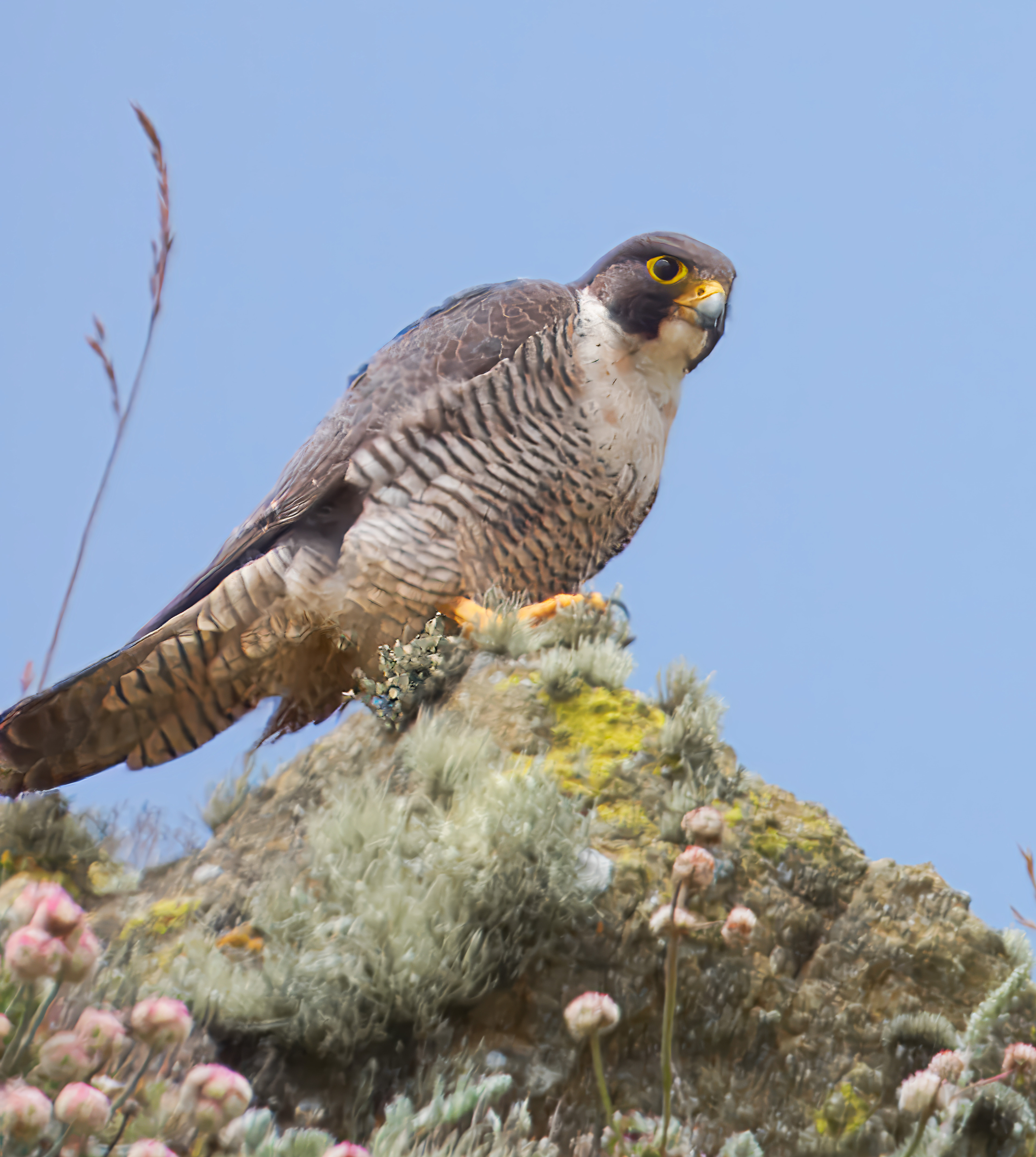 Falco peregrinus anatum