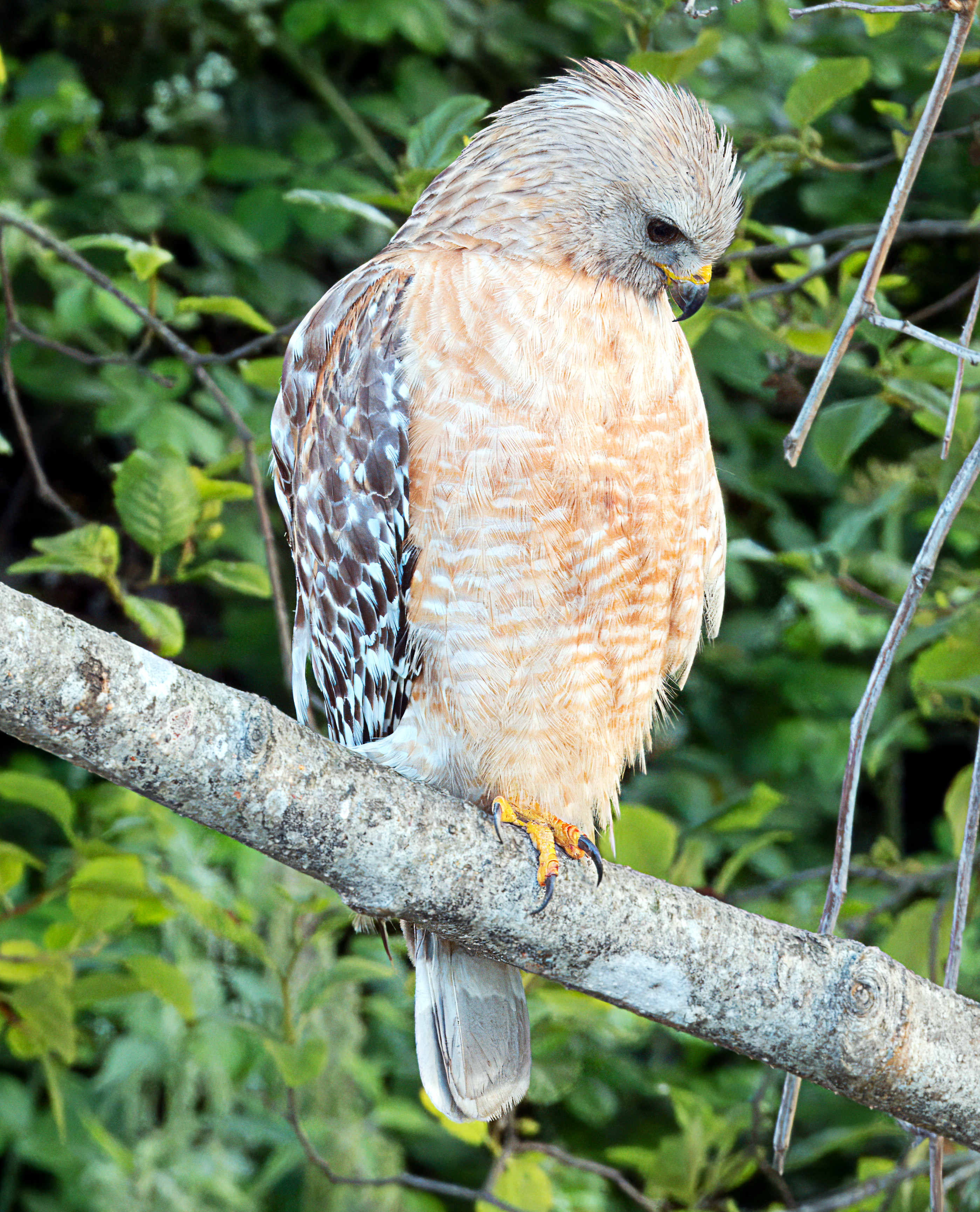Buteo lineatus