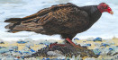 Cathartes aura