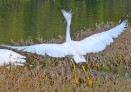 Egretta thula