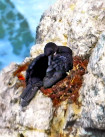 Phalacrocorax penicillatus