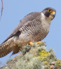Falco peregrinus anatum