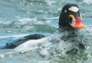 Melanitta perspicillata
