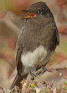 Sayornis nigricans