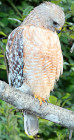 Buteo lineatus