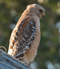 Buteo lineatus