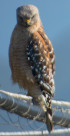Buteo lineatus