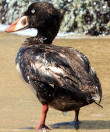 Melanitta perspicillata