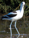 Recurvirostra americana