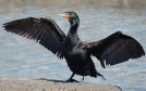 Phalacrocorax auritus