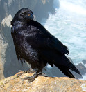 Corvus corax