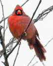 Cardinalis cardinalis
