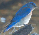 Sialia mexicana