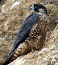 Falco peregrinus anatum