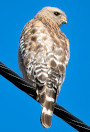 Buteo lineatus