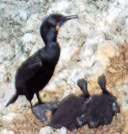 Phalacrocorax penicillatus