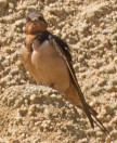 Hirundo rustica