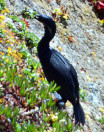 Urile pelagicus