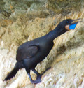 Phalacrocorax penicillatus