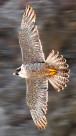 Falco peregrinus anatum