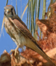 Falco sparverius