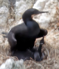 Phalacrocorax penicillatus