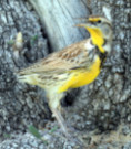 Sturnella neglecta