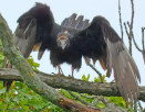 Phalacrocorax penicillatus